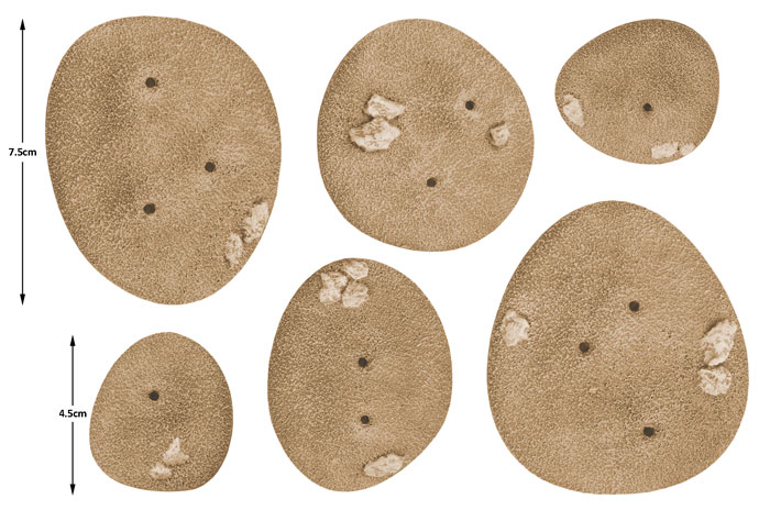 Desert Palms (BB218)